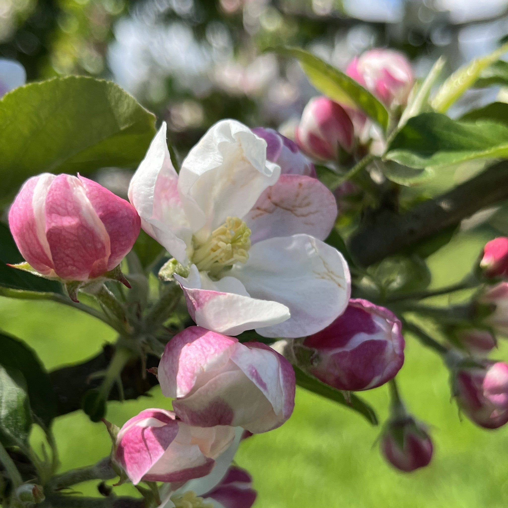Morgan Sweet apple tree blossom