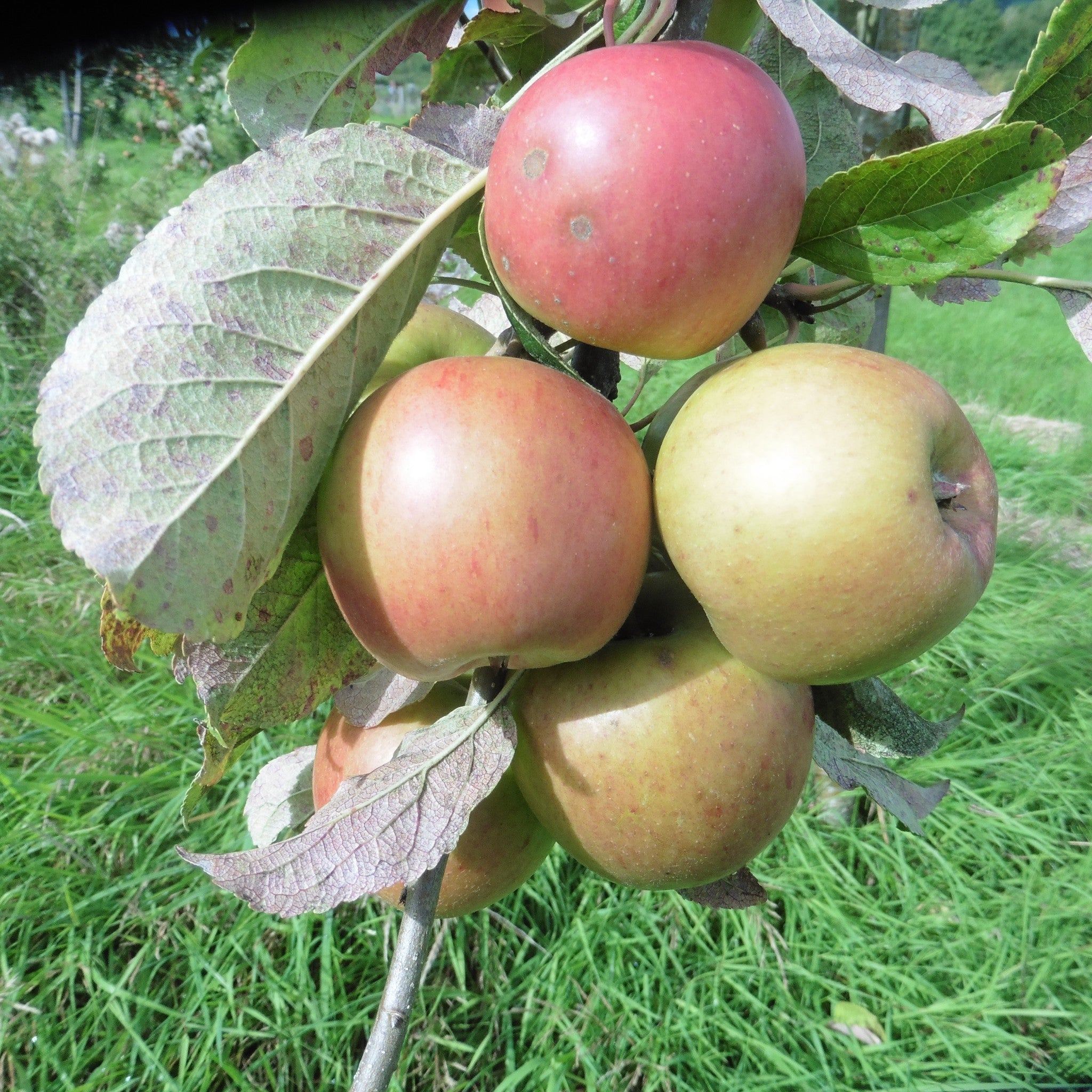 Moss's Seedling apple tree