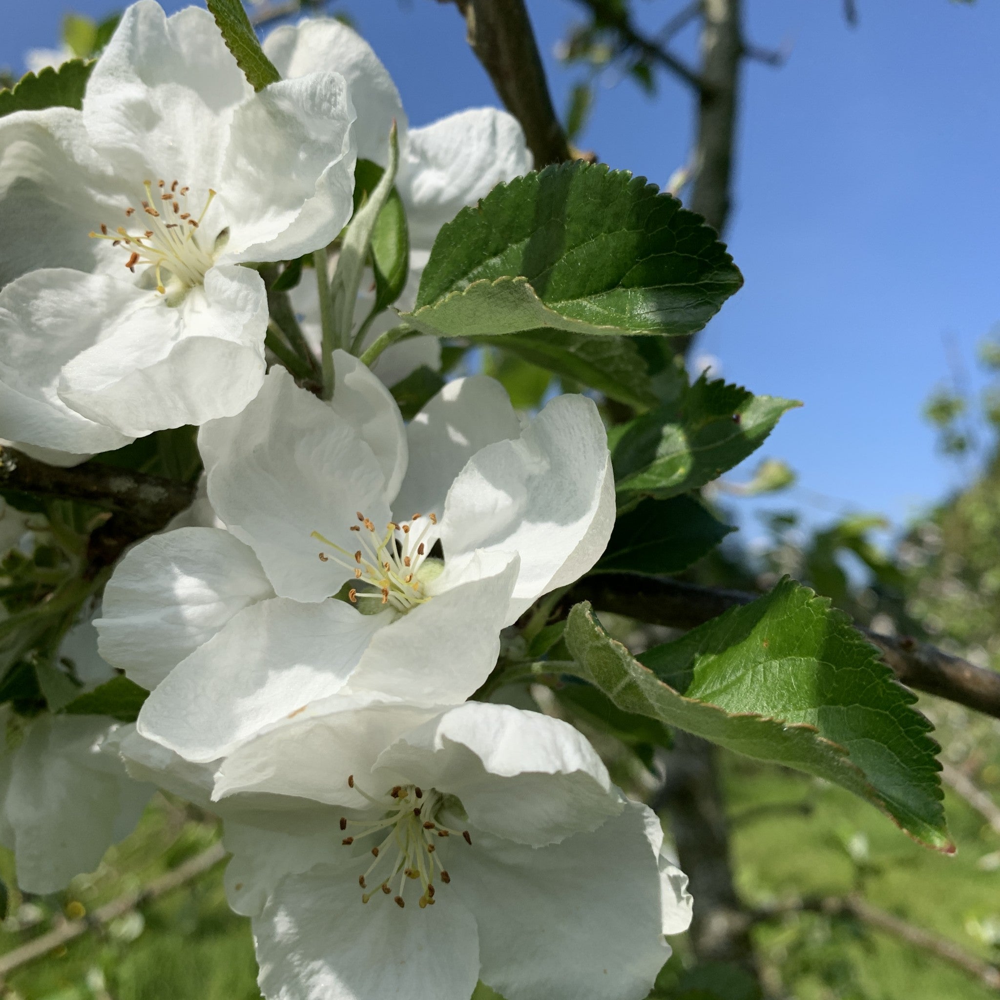 Perthyre apple tree blossom