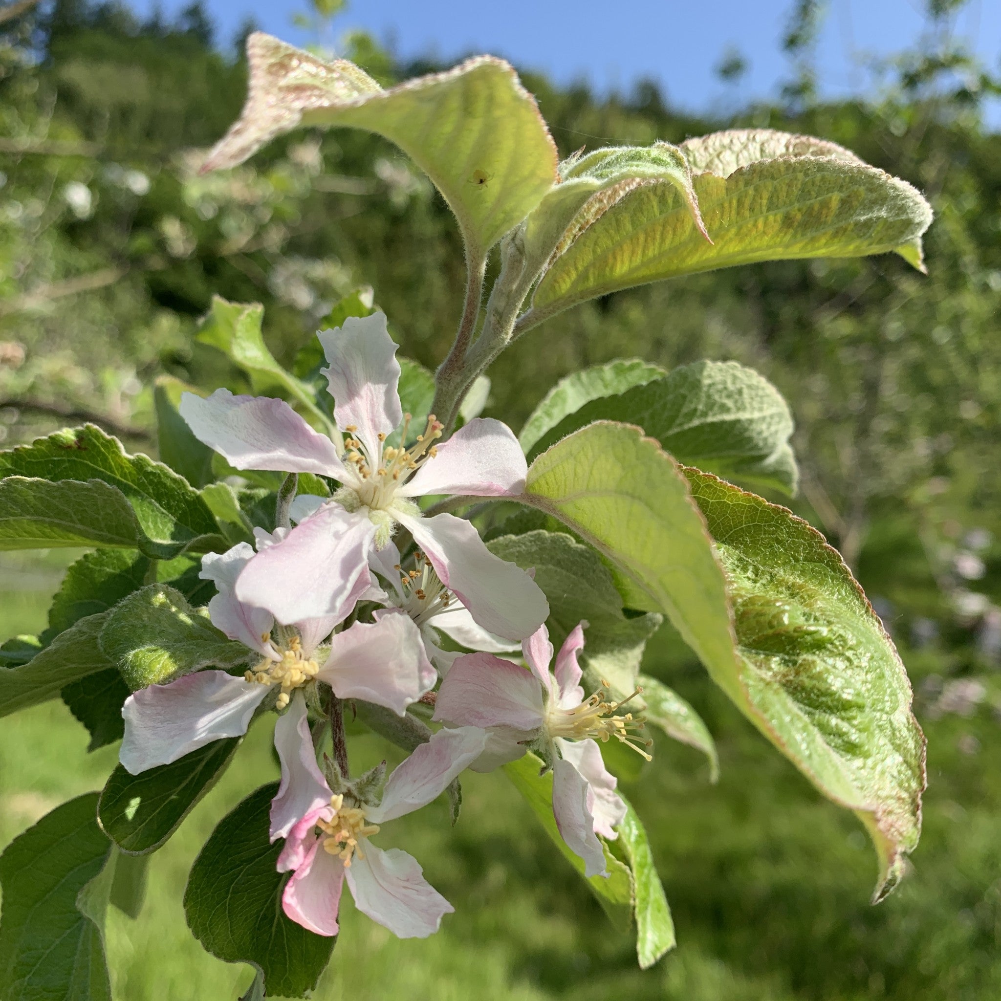 Pig Aderyn apple tree blossom