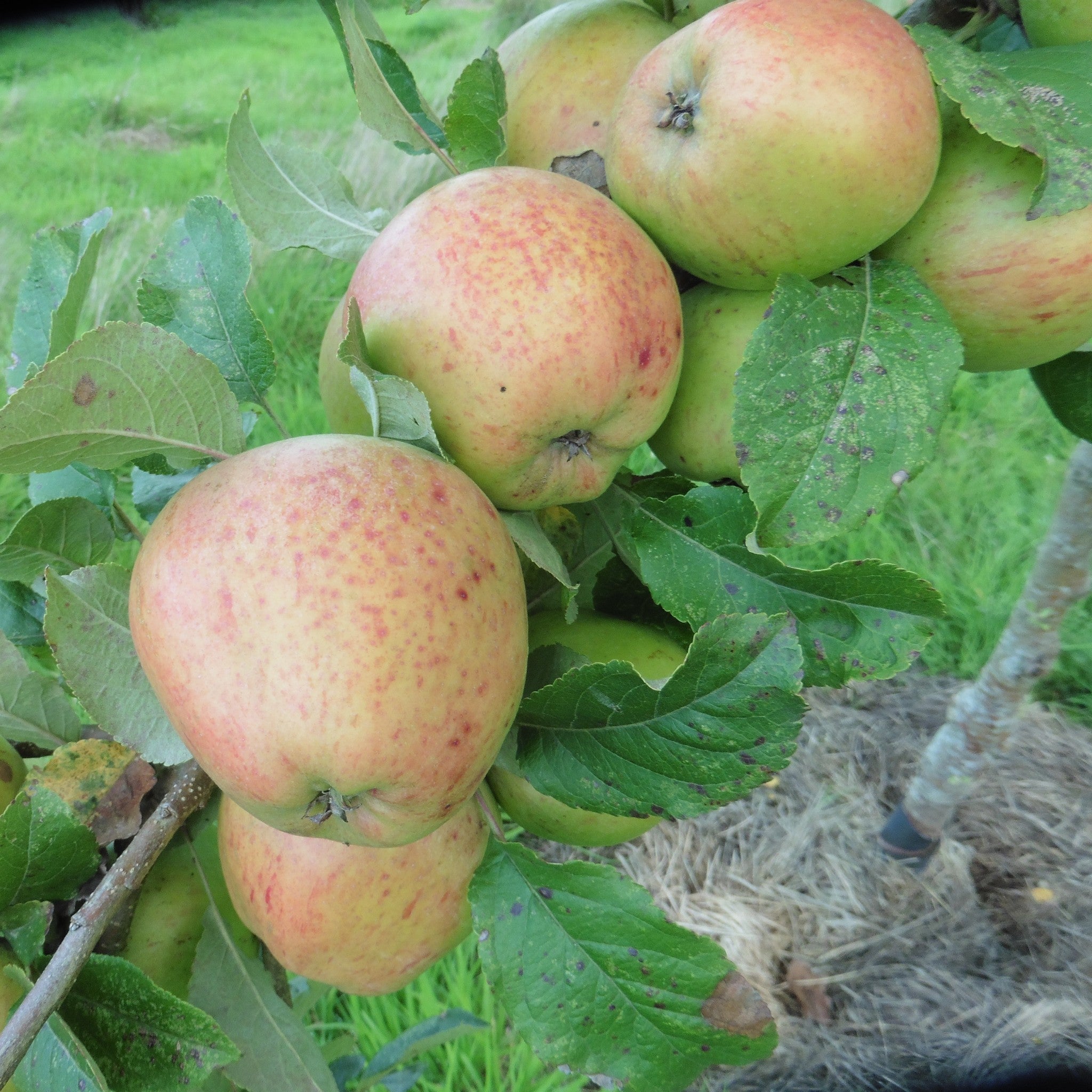 Pig yr Wydd apple tree