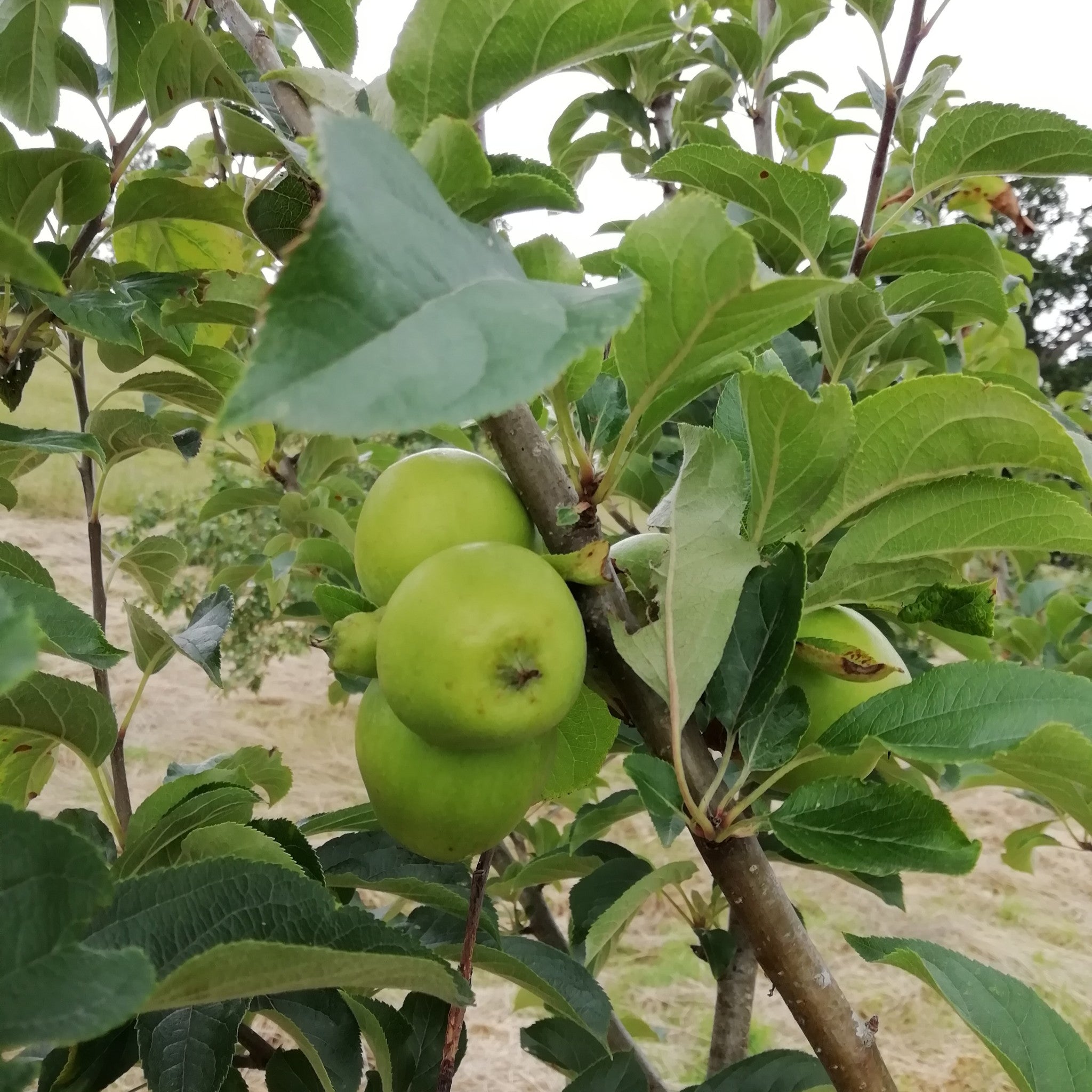 Pitmaston Pine Apple apple tree