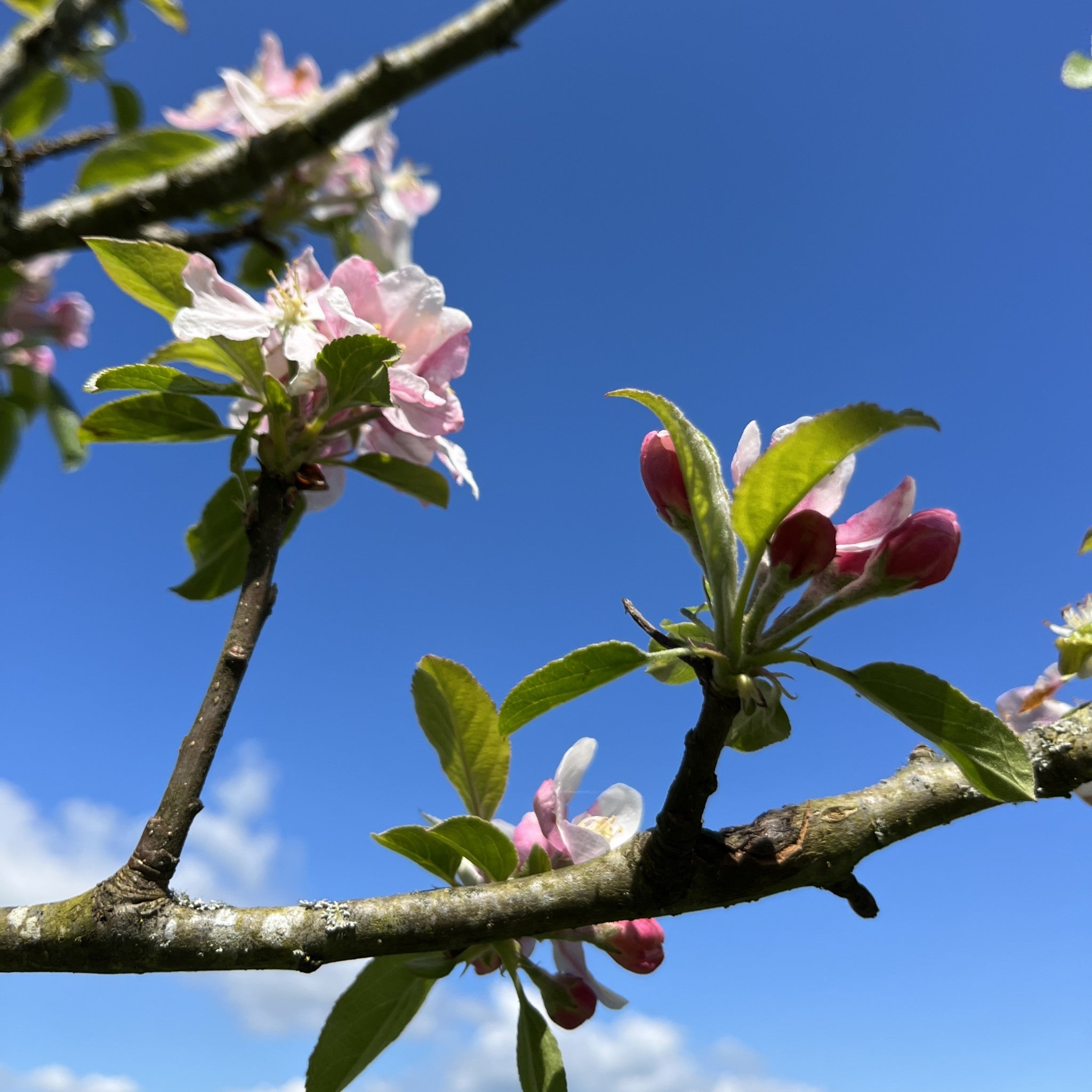 Pitmaston Pine Apple apple tree blosssom