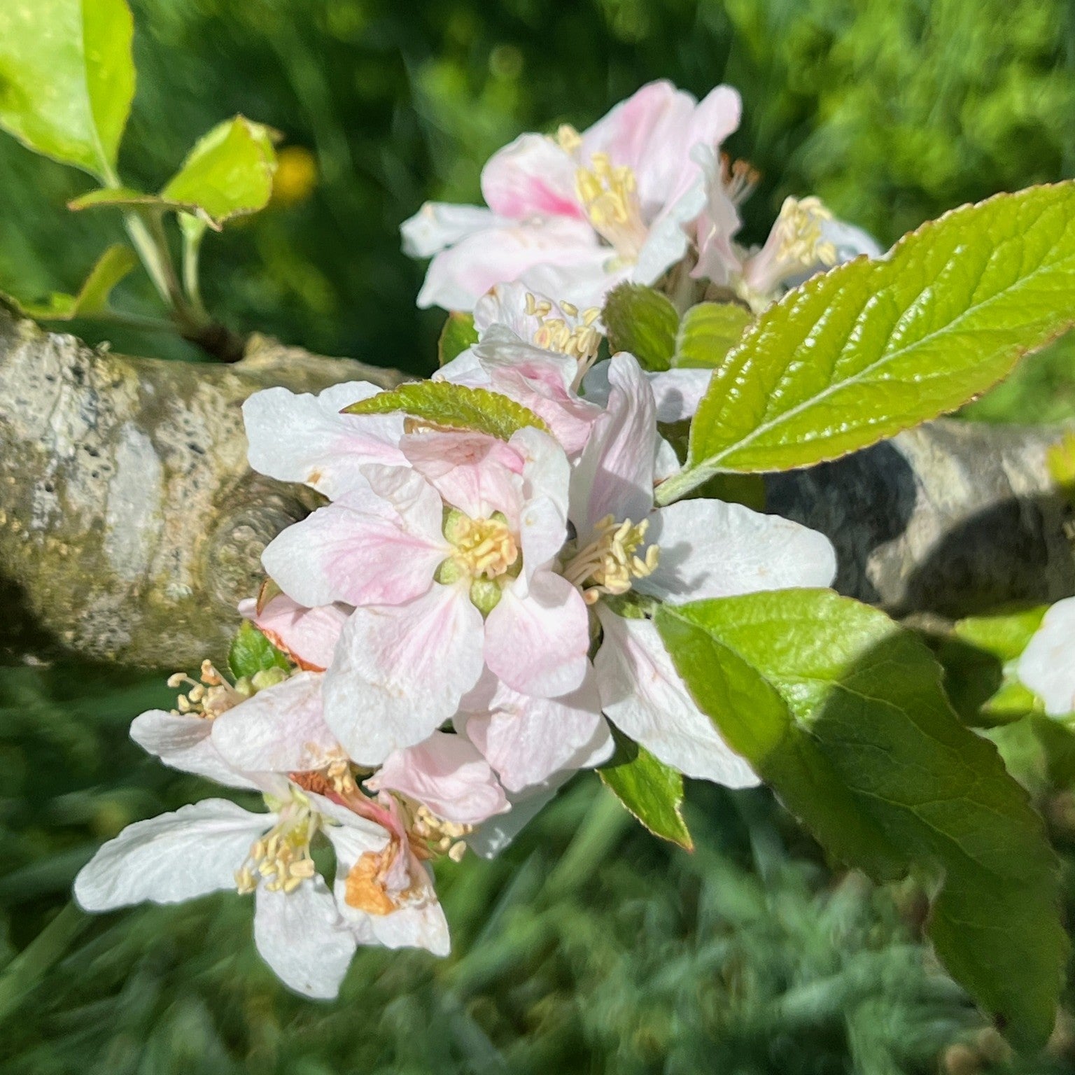 Pitmaston Russet Nonpareil apple tree blossom