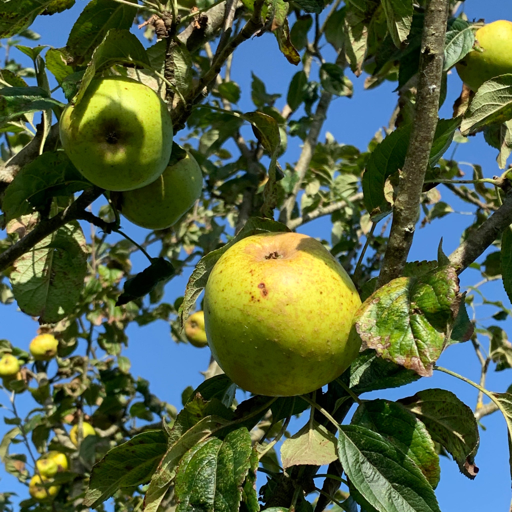 Pitmaston Russet Nonpareil apple tree