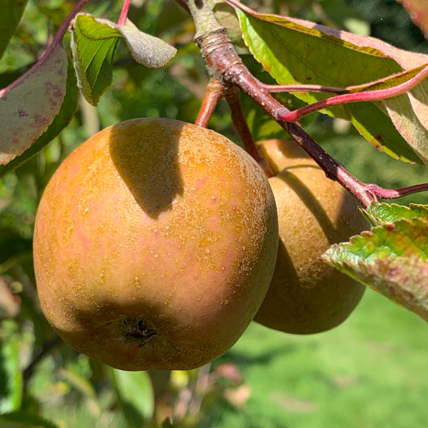 Poppit Blas y Twyni apple trees | Tyn y Berllan