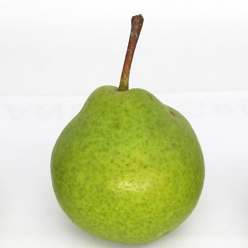 Rhydlydan pear tree