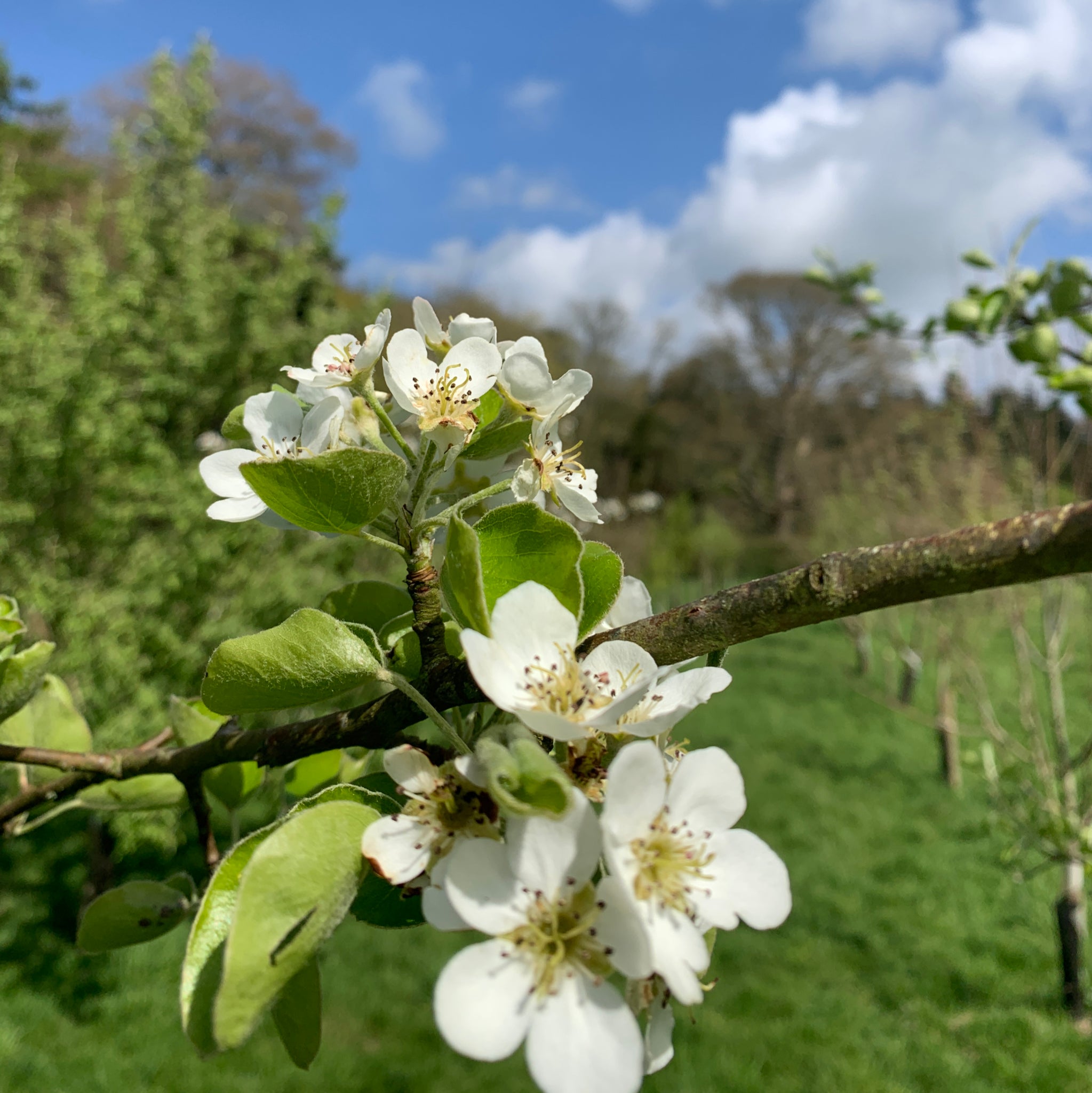 Rhydlydan pear tree blossom