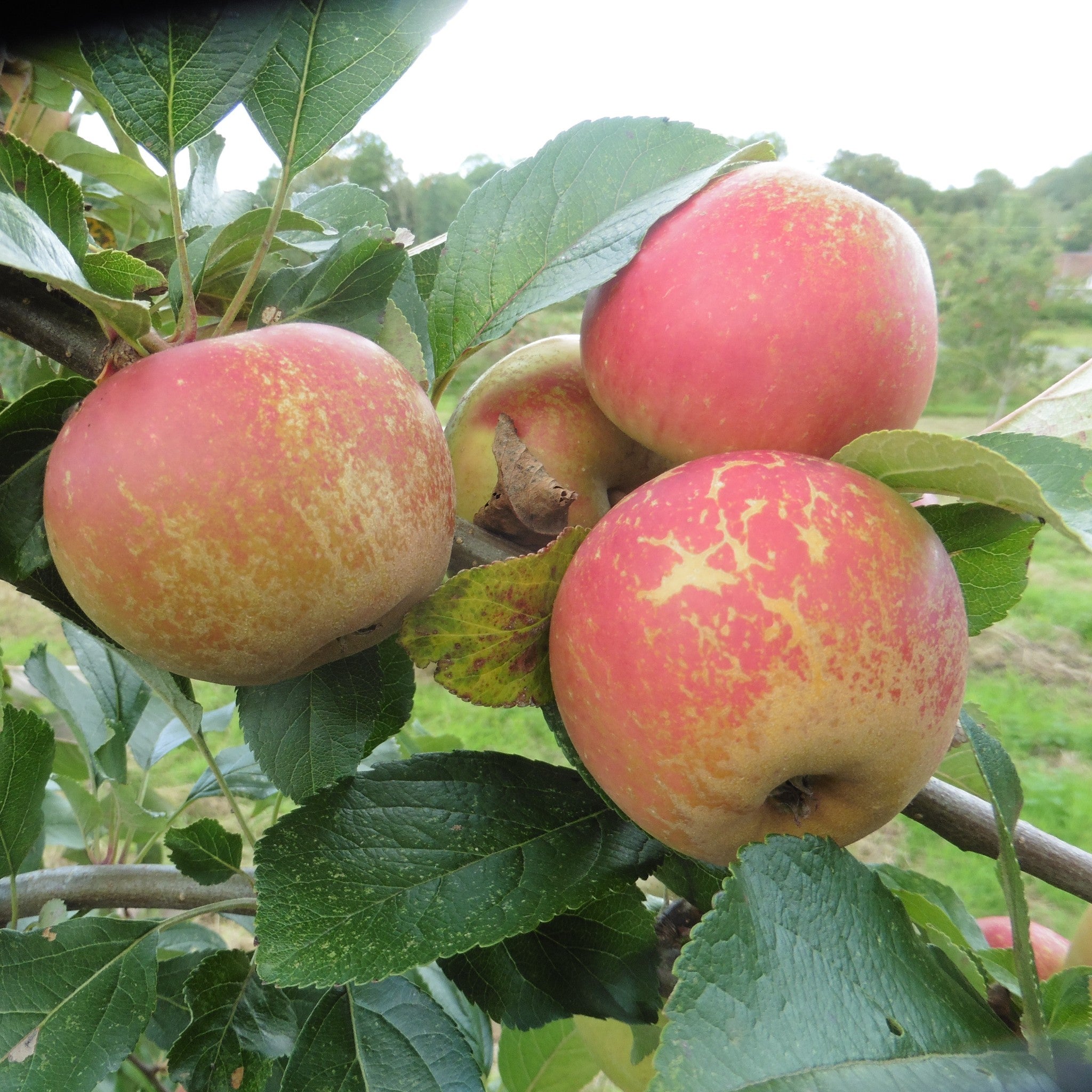 Rosemary Russet apple tree