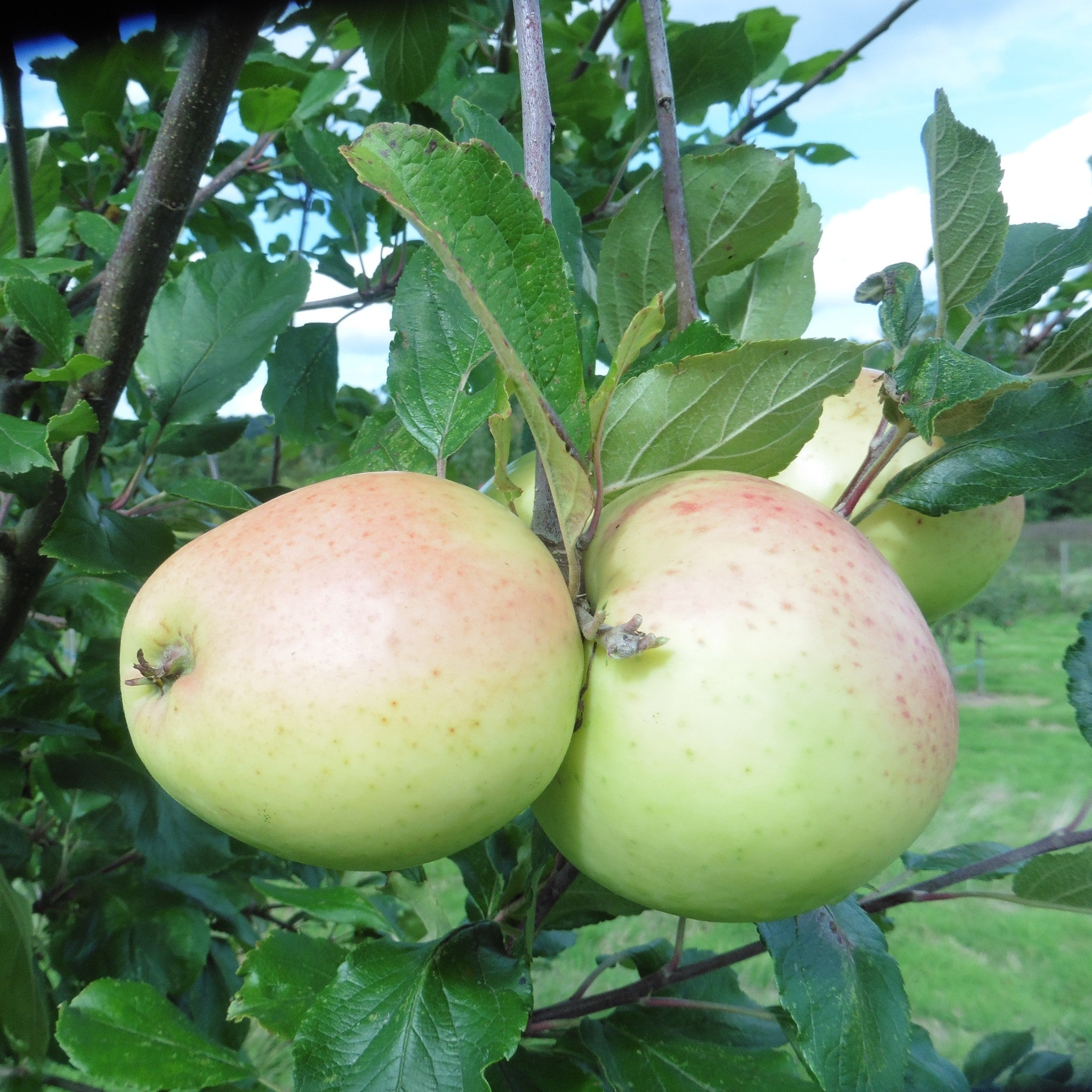 Royal Jubilee apple tree