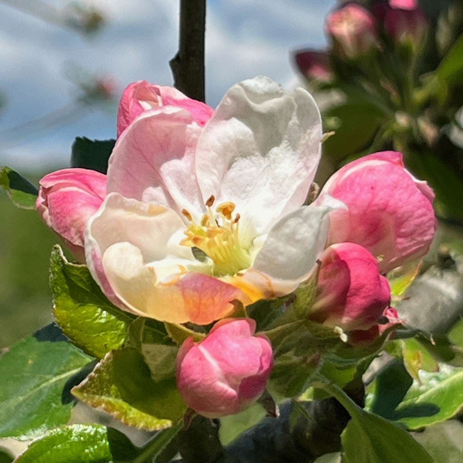 Royal Jubilee apple tree blossom