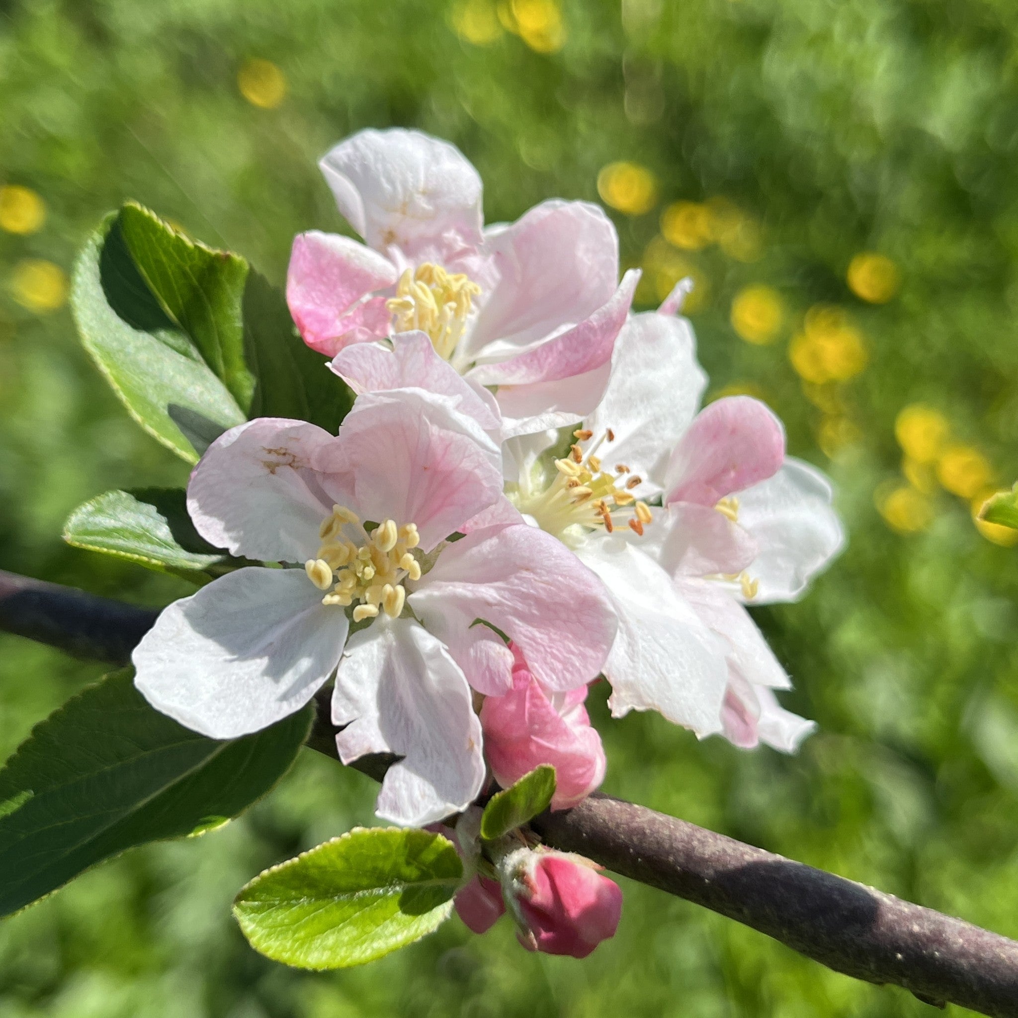 Somerset Redstreak apple tree blossom