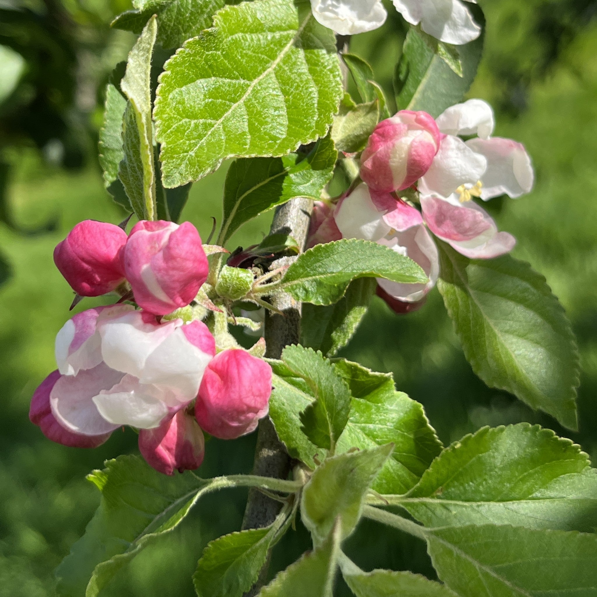 St Cecilia apple tree blossom