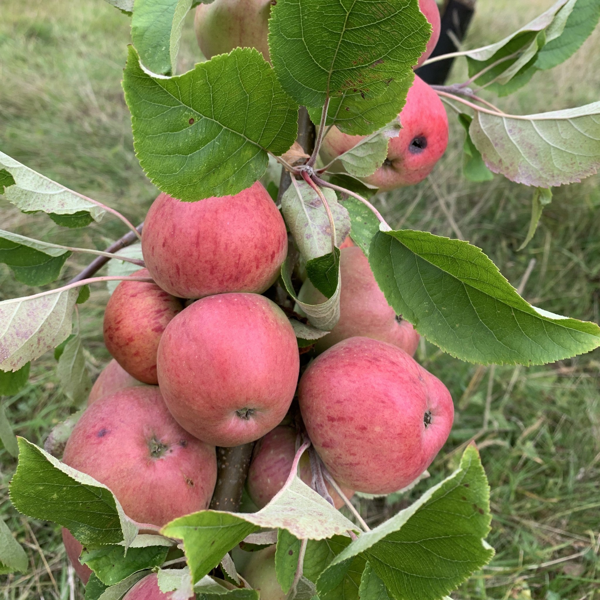 Stoke Red apple tree