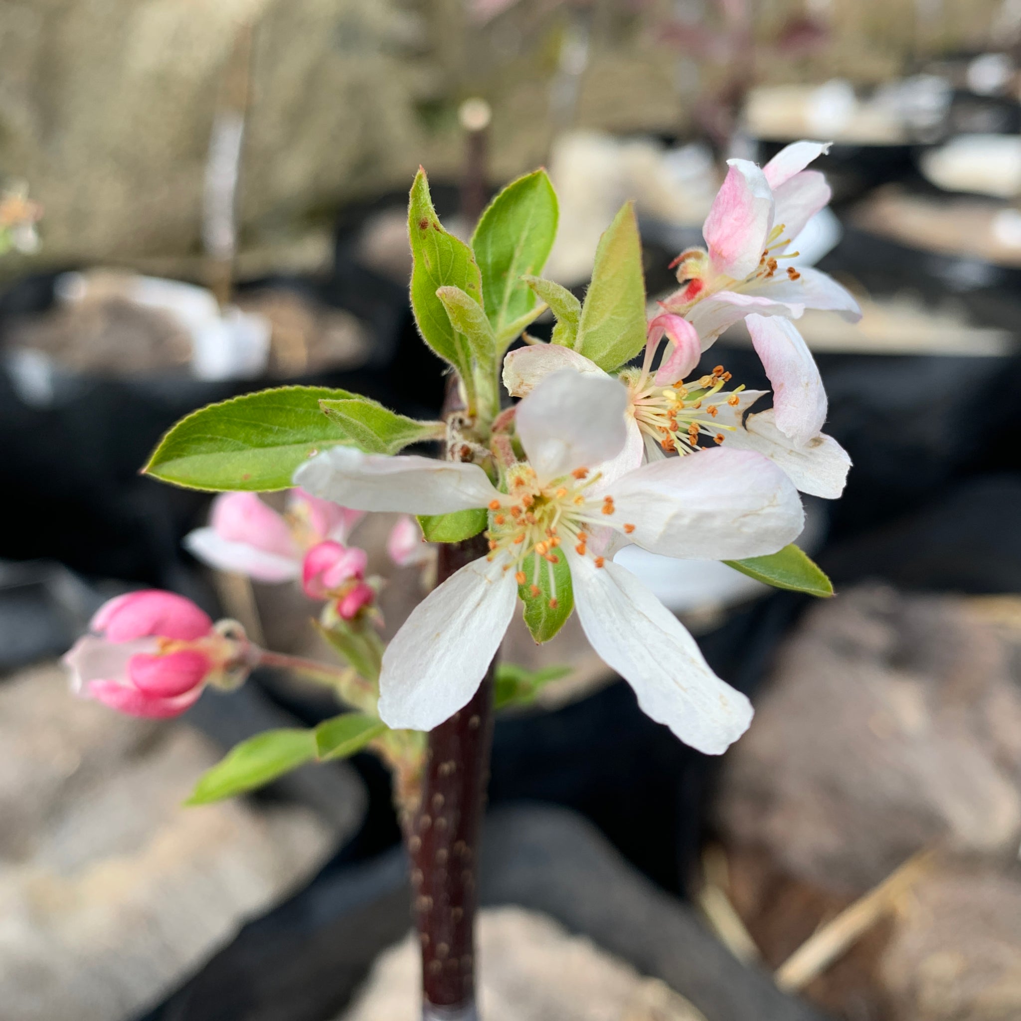 Sun Rival crab apple tree blossom