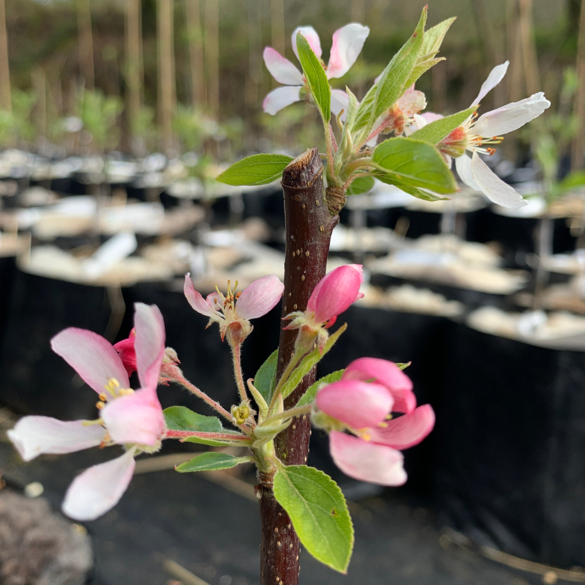 Sun Rival crab apple tree blossom