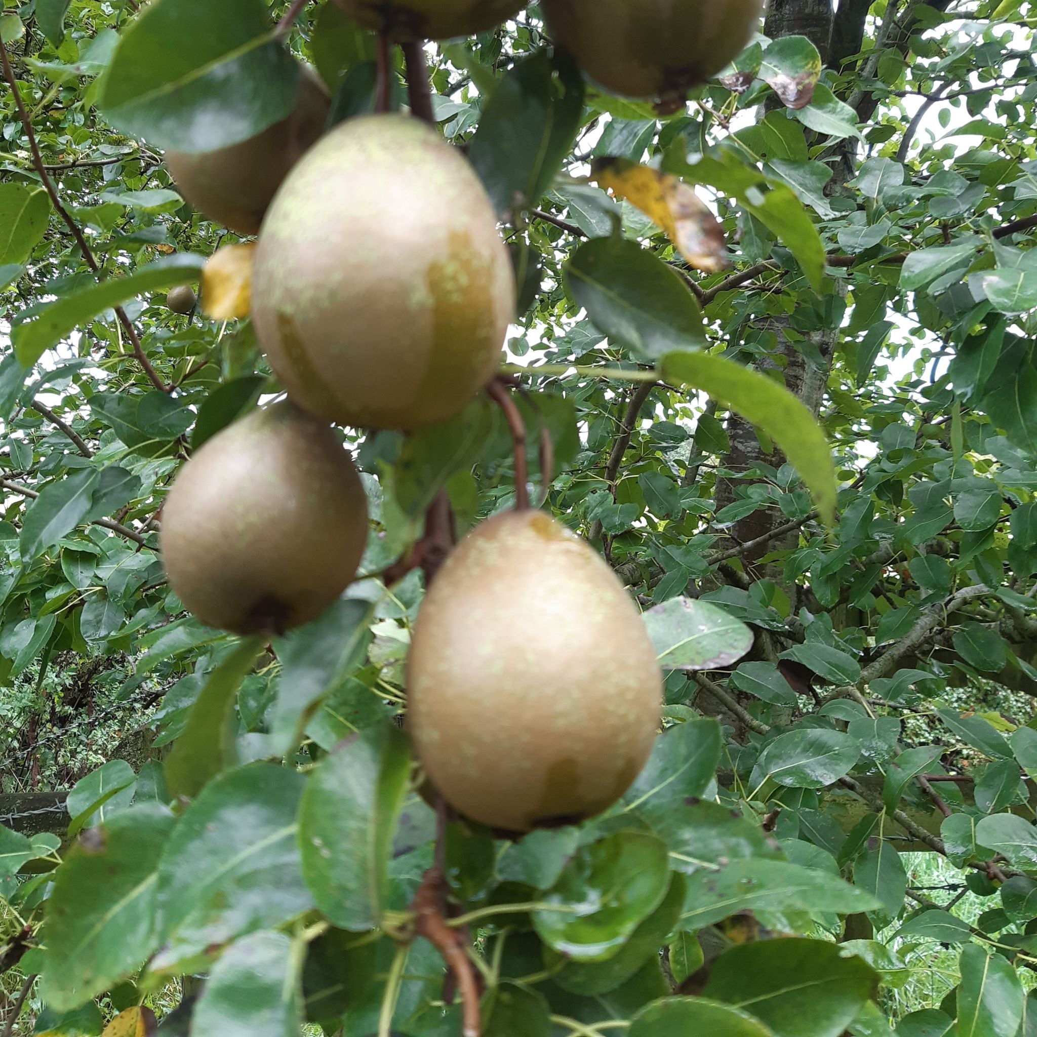 Swan's Egg pear tree