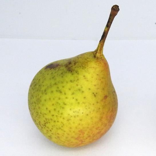 Top Tree pear tree