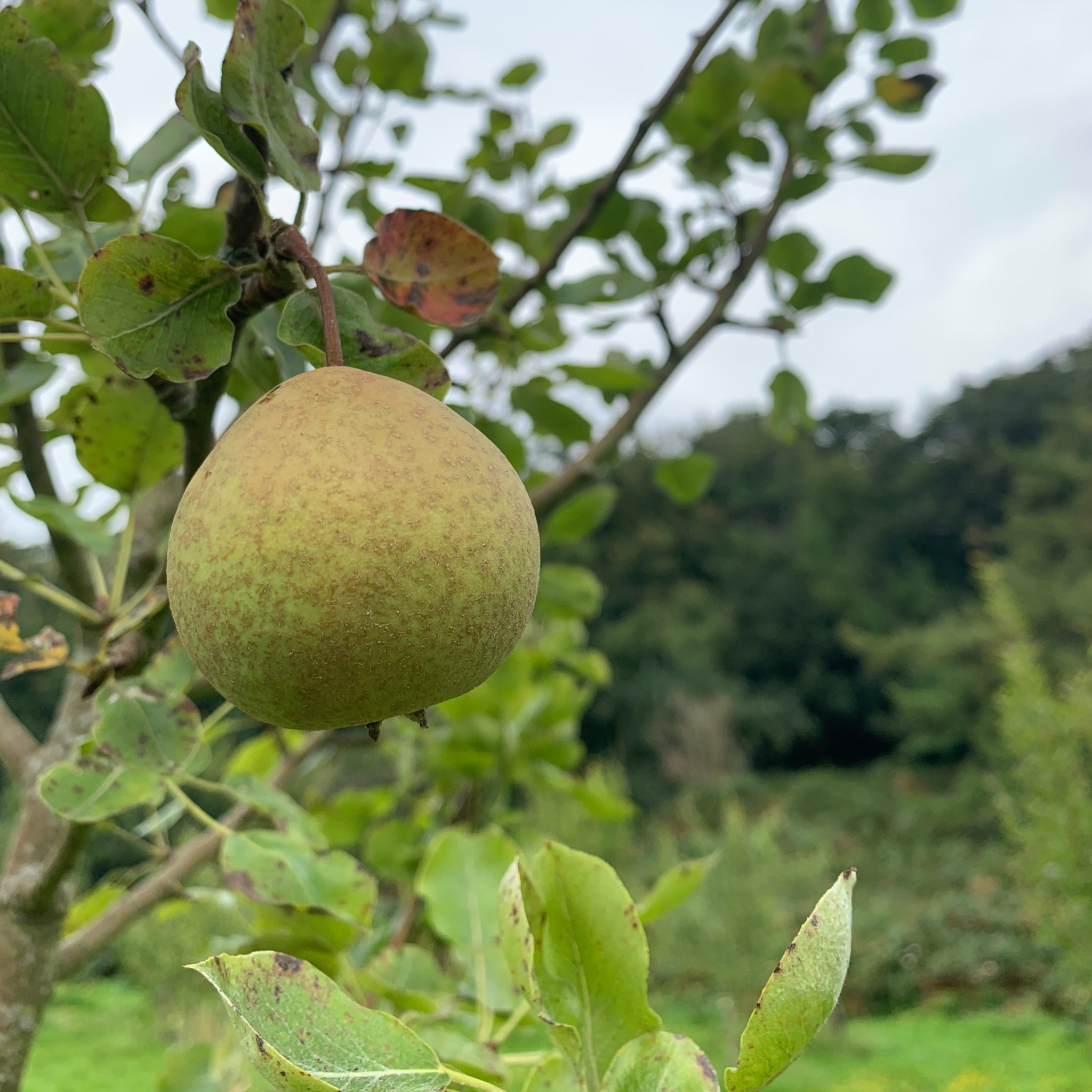 Ty Gwyn pear tree