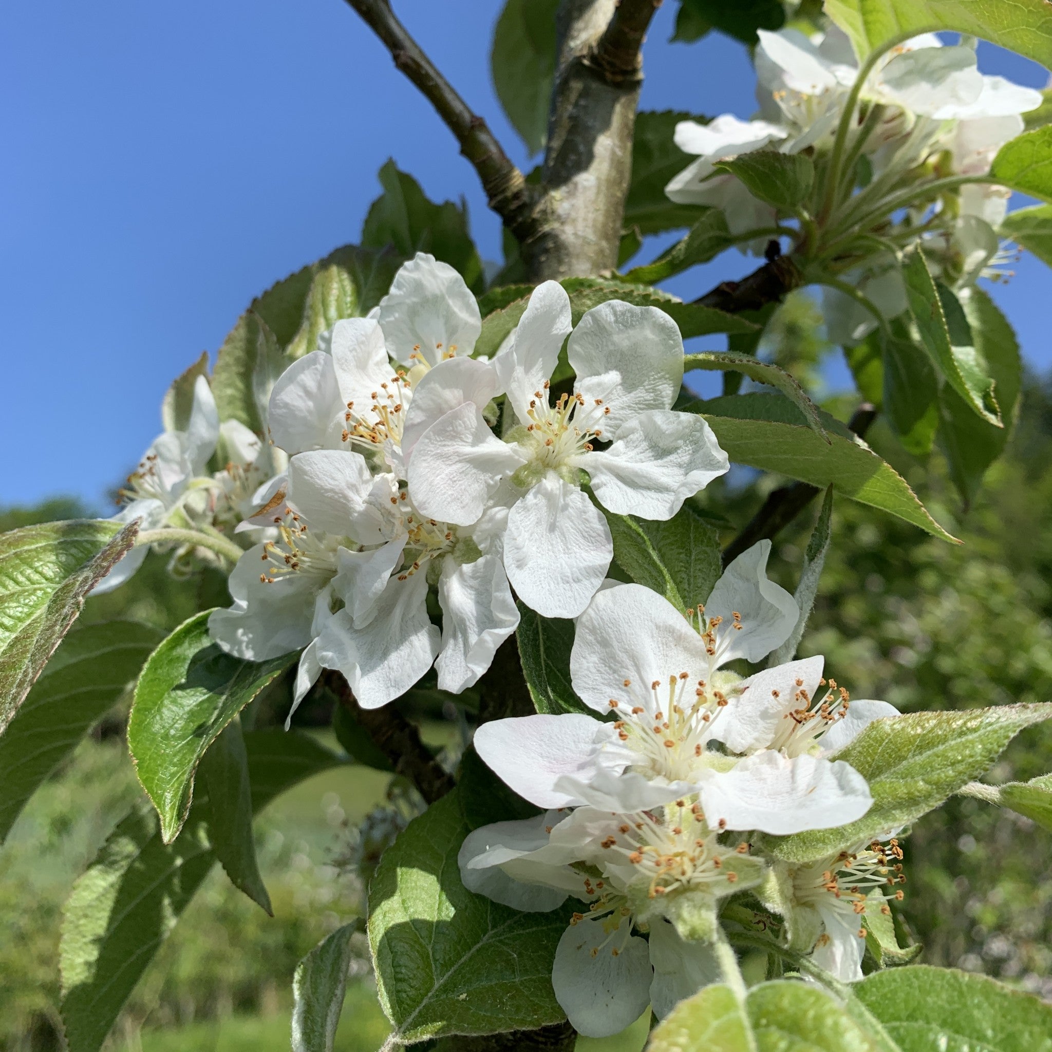 Upright French apple tree blossom