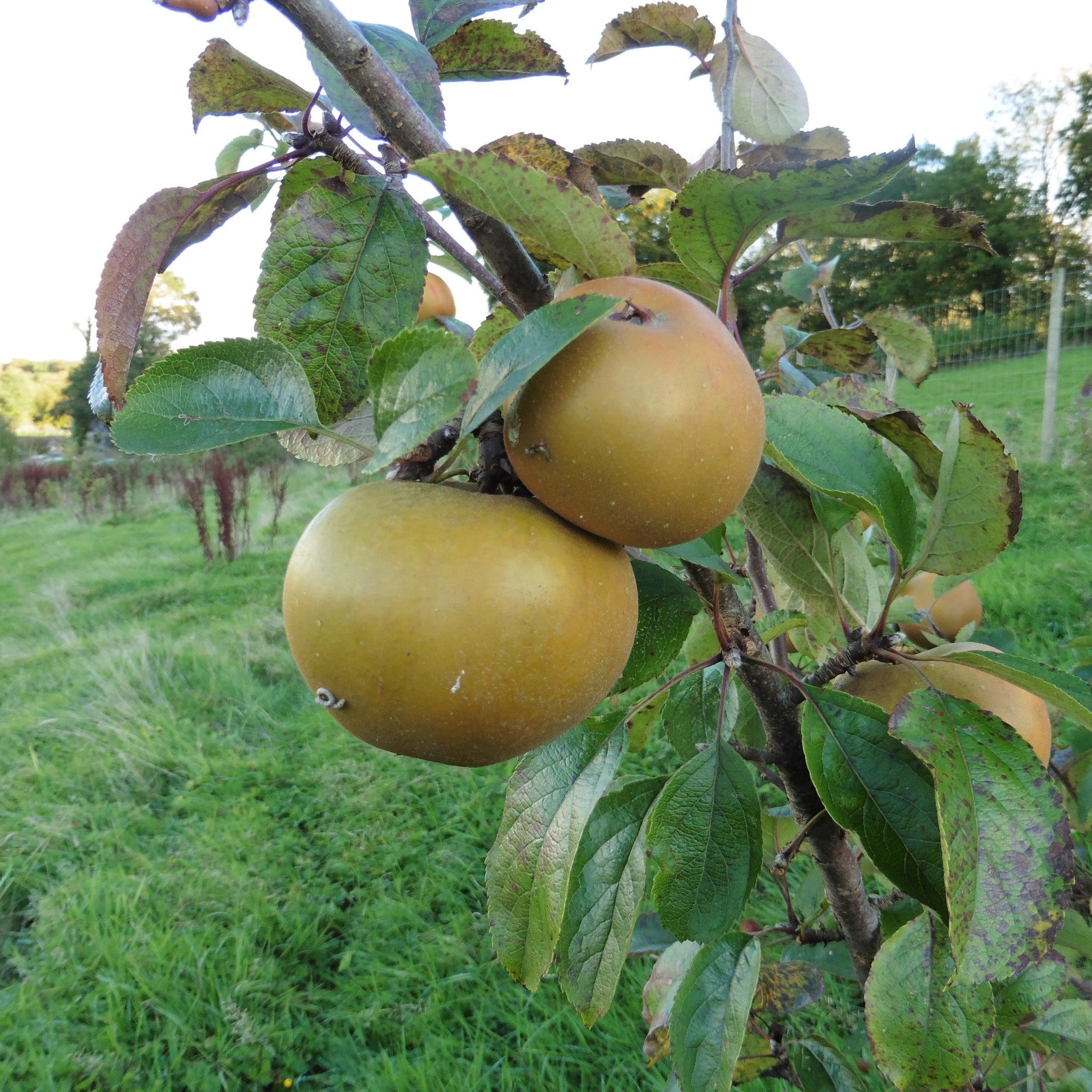 Wheeler's Russet apple tree