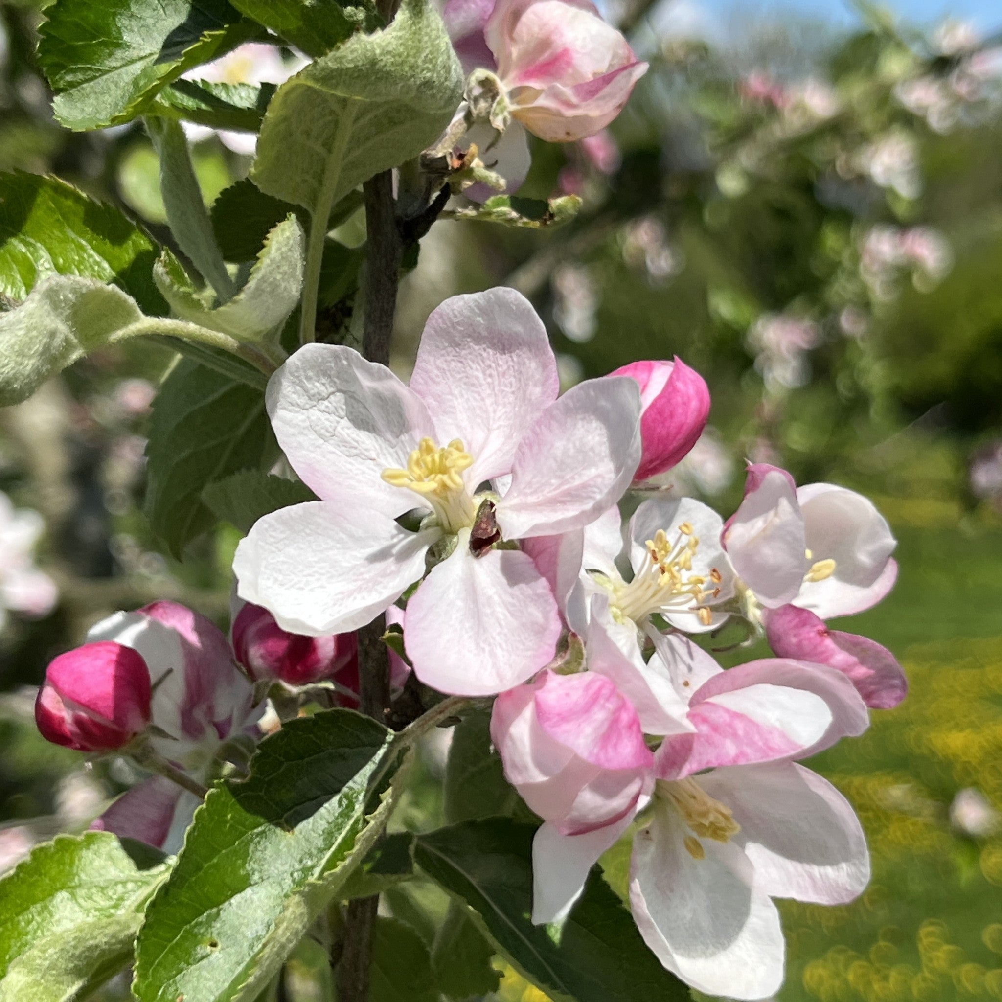 Wheeler's Russet apple tree blossom