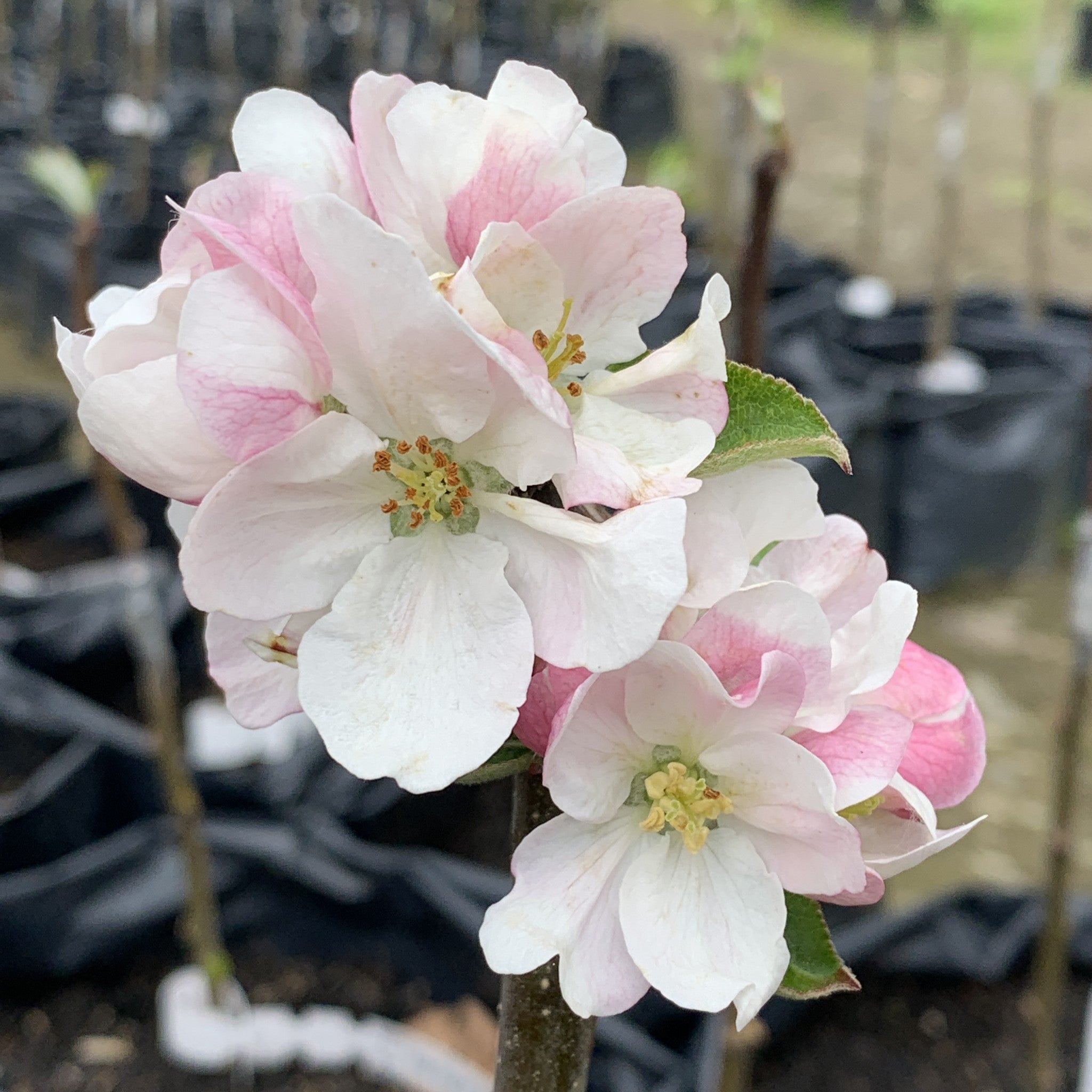 Yarlington Mill apple tree