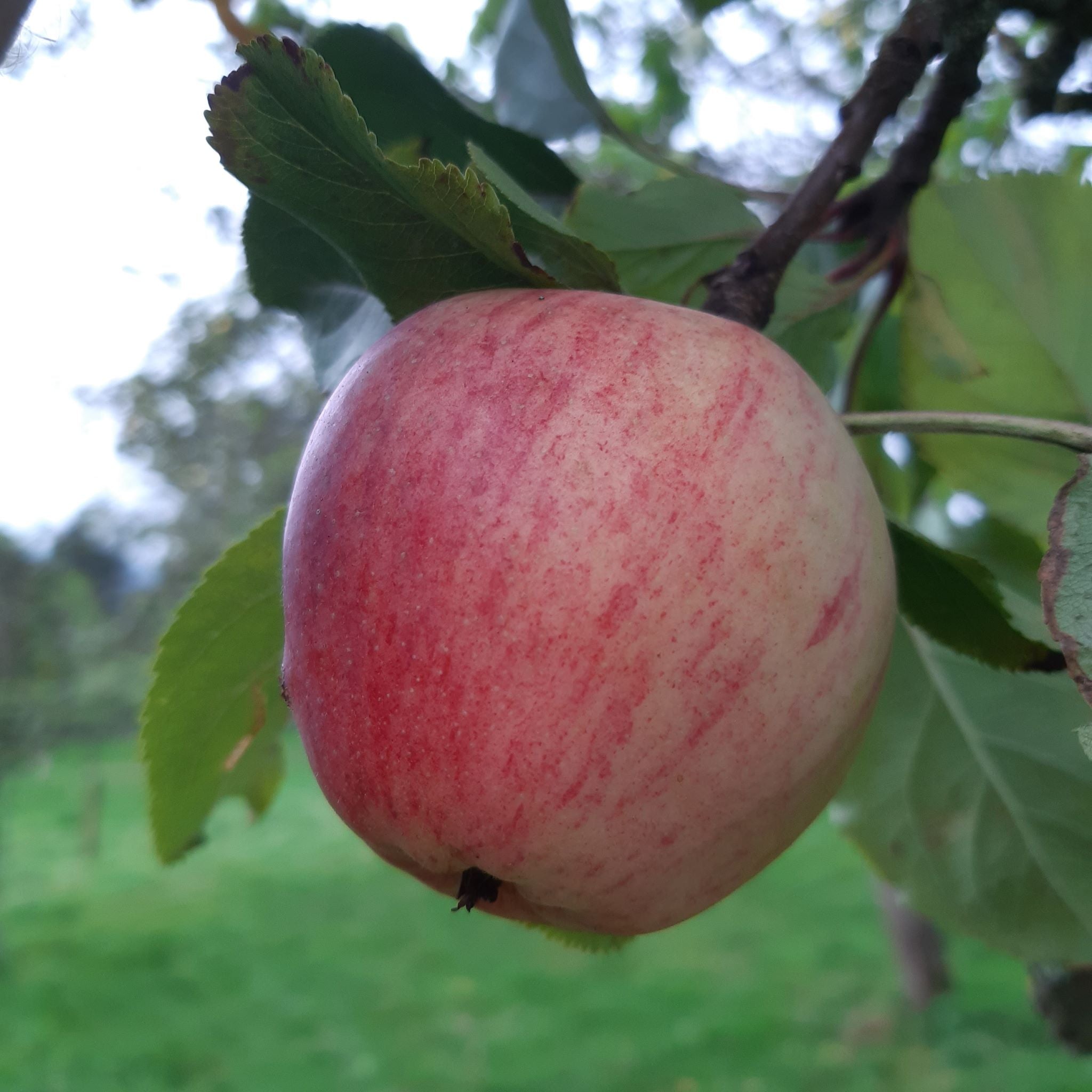 Yarlington Mill apple tree